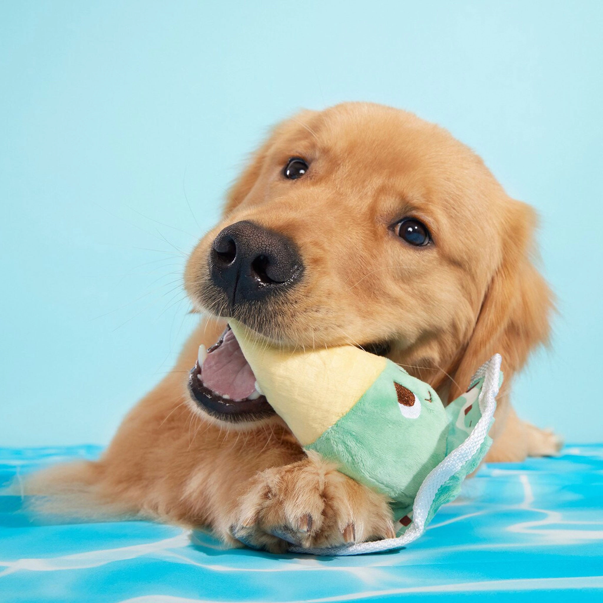 Bark Melty Minty Monty Dog Toy