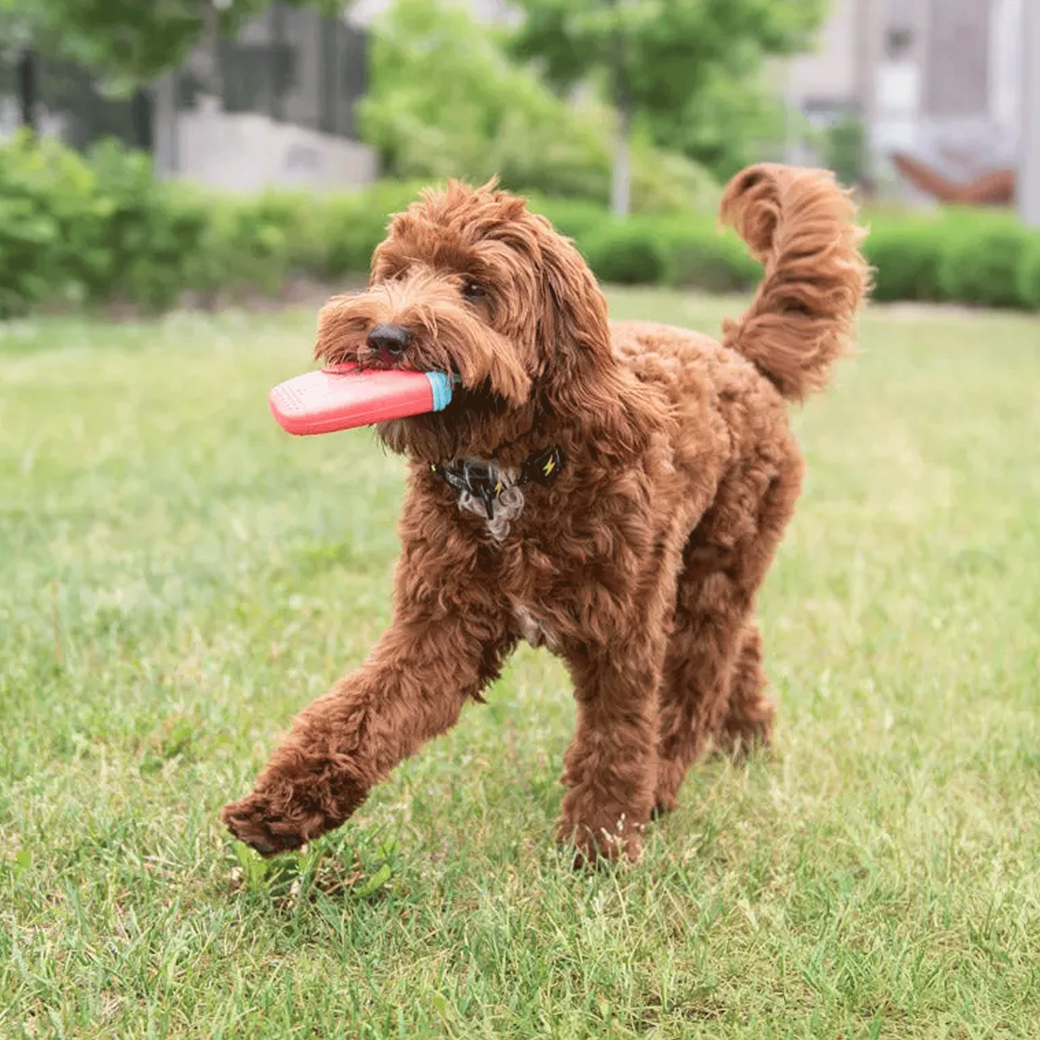 Go Fresh Pet Ice Popsicle Toy Watermelon Dog Toys